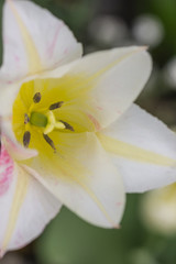 Fototapeta na wymiar Weiße Tulpe mit gelbem Innenleben Makro