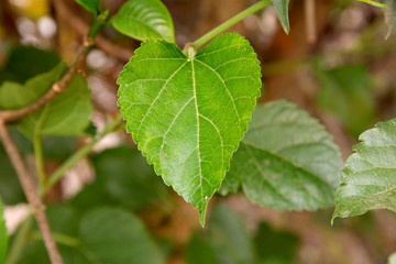 mulberries on tree