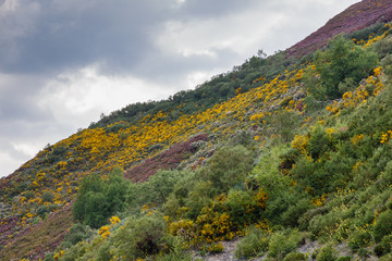 Valle de Leitariegos, Asturias