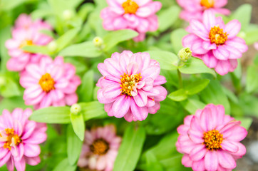 Pink Zinnia flowers in the garden