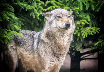 Obraz premium European wolf in forest