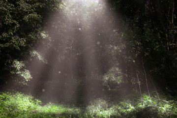 ray of light in the dark