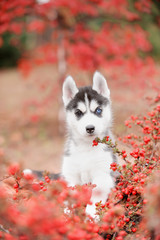 puppy with different eyes hiding in red berries