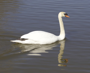 Fototapeta na wymiar Swimming mute swan