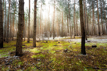 landscape of pine forest at sunny spring day