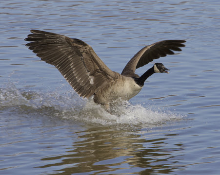 The landing goose