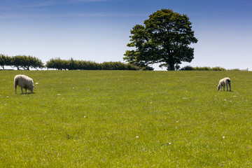 Fototapeta premium Somewhere In England