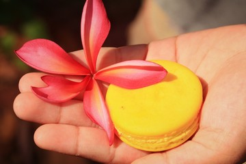 pink frangipani flower and french macaroons
