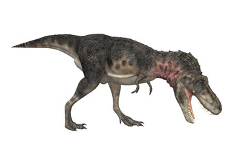 Dinosaur Tarbosaurus