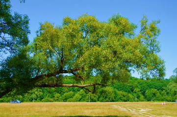 Природа брянская