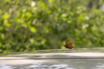 butterfly