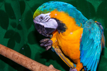 Parrot Blue-and-yellow Macaw or Ara ararauna