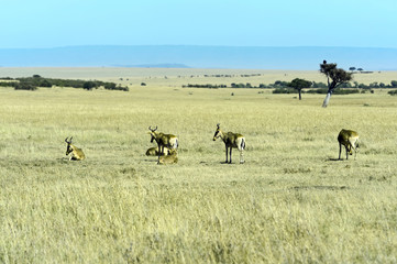 Topi antelope
