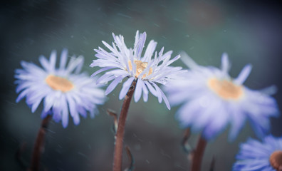 lilac flowers at rainy light background