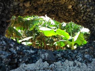 Finca de plataneras a través de un hueco