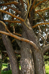 the embrace of two trees simulating a loving couple
