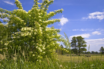 Fototapeta premium Sambucus (elder or elderberry)
