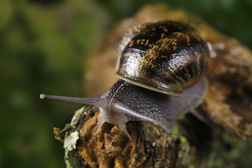 Snail sliding on a branch