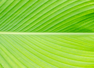 Pattern of green leaf