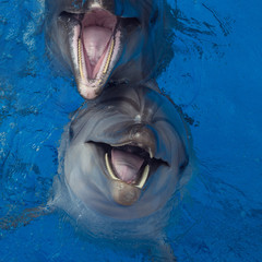 Fototapeta premium Smiling dolphin