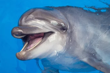 Crédence de cuisine en verre imprimé Dauphin Smiling dolphin