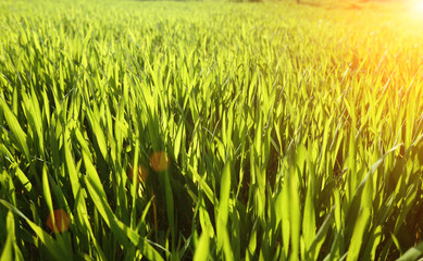 Green grass under rays of sun. Closeup, shallow DOF.