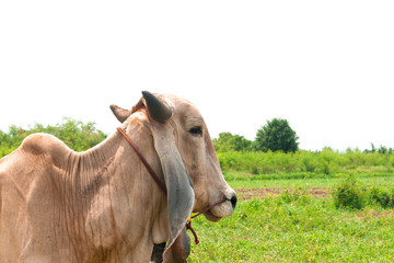 Fototapeta premium cow in the field