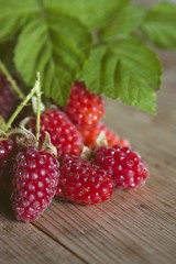 fresh red raspberries recent vintage