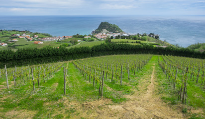 Vineyards and farm for the production of white wine with the sea in the background