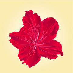 Rododenrodon isolated red flower vector