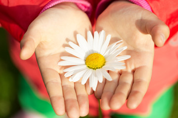Daisy flower in child hands