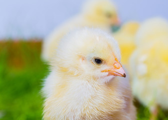 little yellow chicken