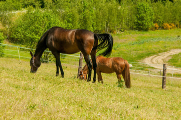 Fototapeta premium Pferde auf einer Koppel am grasen