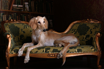 greyhound saluki in Royal interior