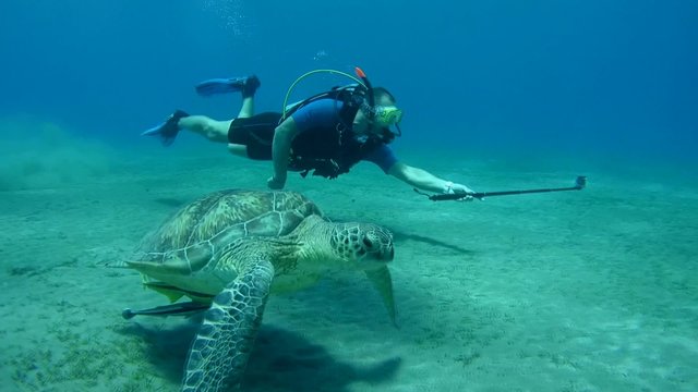 Diver with green sea turtle