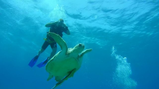  Diver swims next to green sea turtle (Chelonia mydas) Red sea 