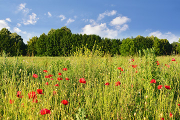 Bright red poppy flower field in summer