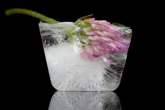 Fototapeta Flower frozen in ice cube on a black background.