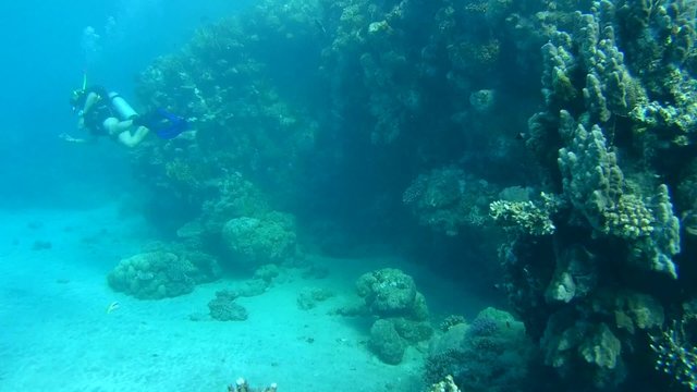 A diver swims near coral reef, Red sea, Marsa Alam,  
