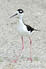 Black-necked stilt (Himantopus mexicanus)