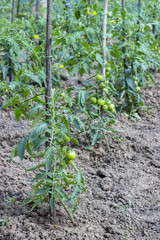 Fototapeta na wymiar Growing tomatoes using tomato stakes
