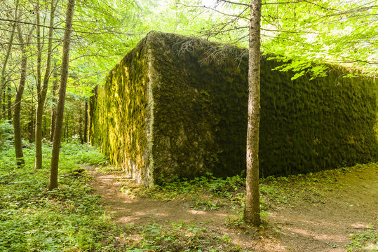 Old bunker, relict of The Second World War. Wilczy szaniec. Wolfsschanze.
