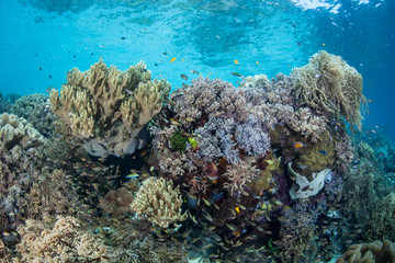 Fototapeta na wymiar Diverse Pacific Coral Reef