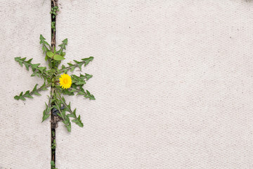 dandelion weed growing in the cracks between patio stones