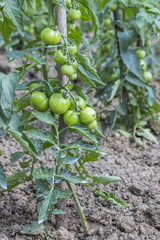 Green tomato growing in the garden 2
