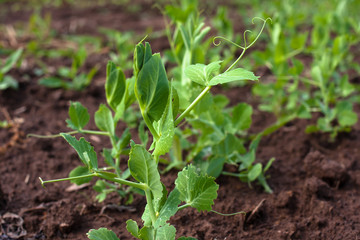 green peas on the garden bed
