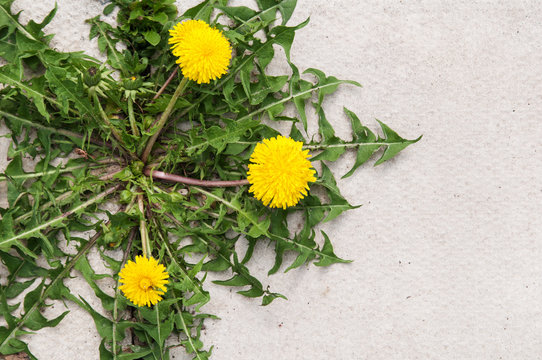 Fototapeta dandelion weed growing in the cracks between patio stones