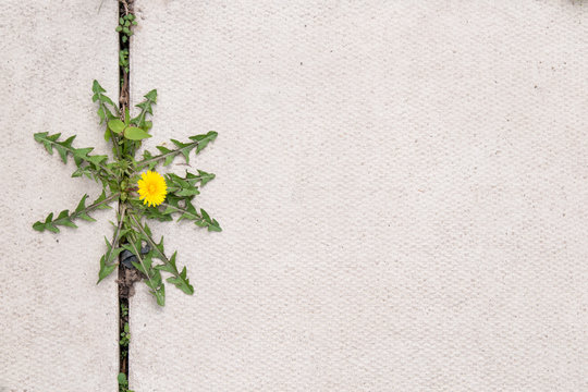 Fototapeta dandelion weed growing in the cracks between patio stones