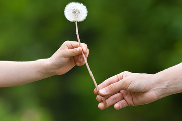 two hands, child and women, holding together a dandelion on blur