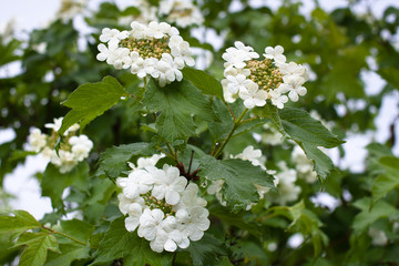 blooming snowball tree (Viburnum opulus)